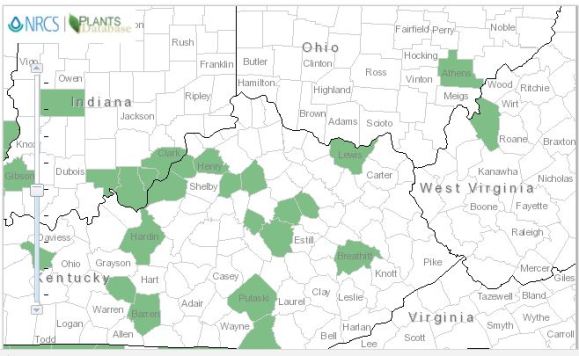 iva distibution snap.JPG