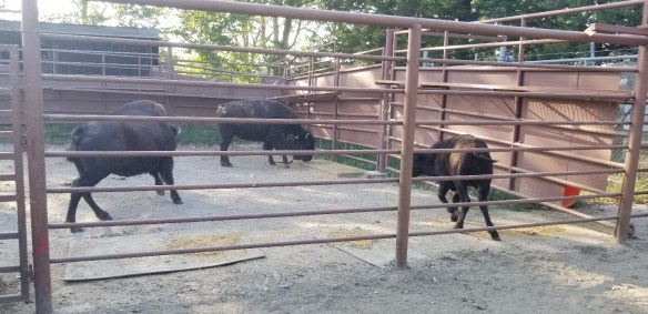 captive bison