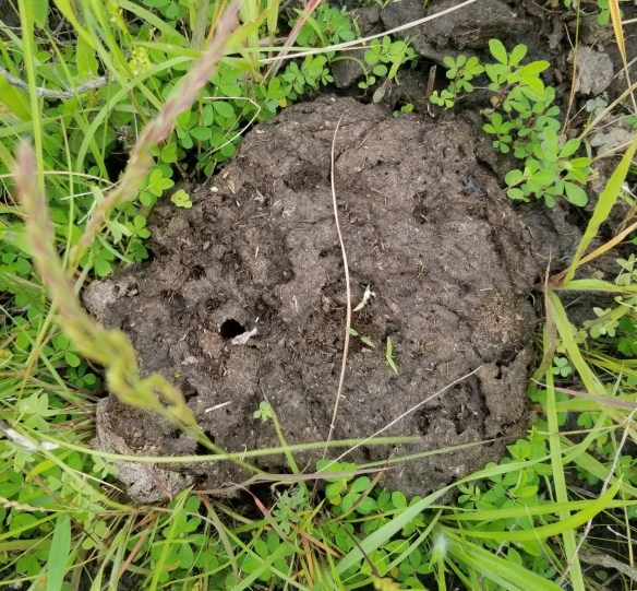 dung